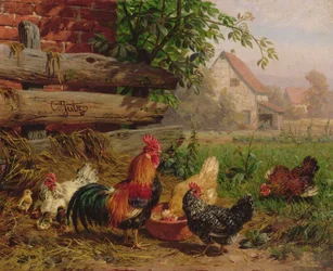 Poules de basse-cour